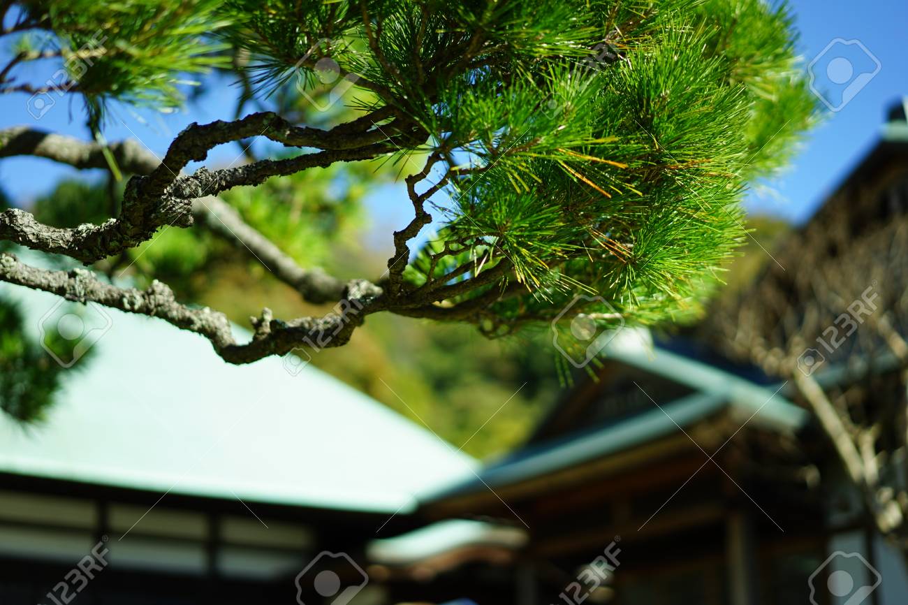 https://previews.123rf.com/images/boysintown/boysintown1711/boysintown171100155/90796957-matsu-temple.jpg