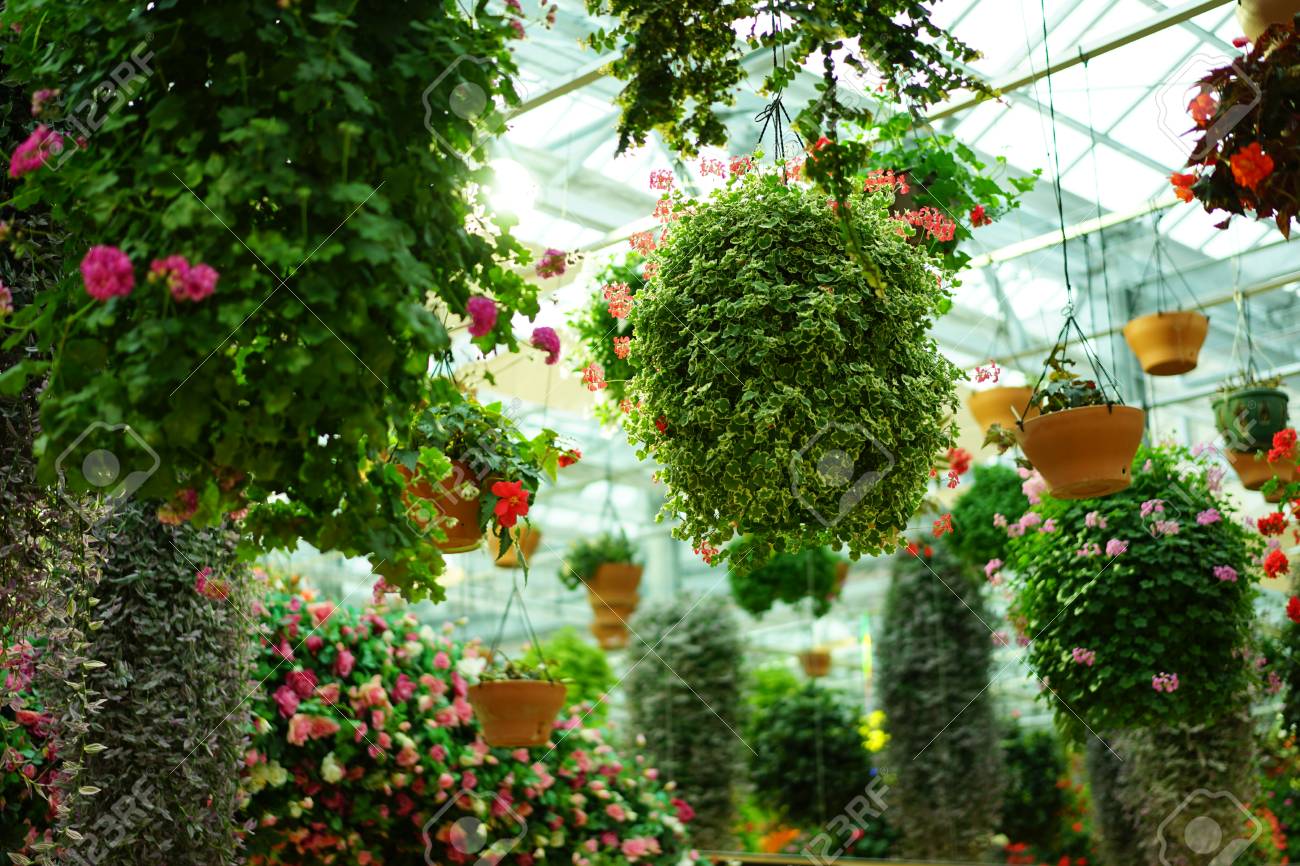 https://previews.123rf.com/images/boysintown/boysintown1802/boysintown180200041/96367140-mishima-skywalk-flowers.jpg