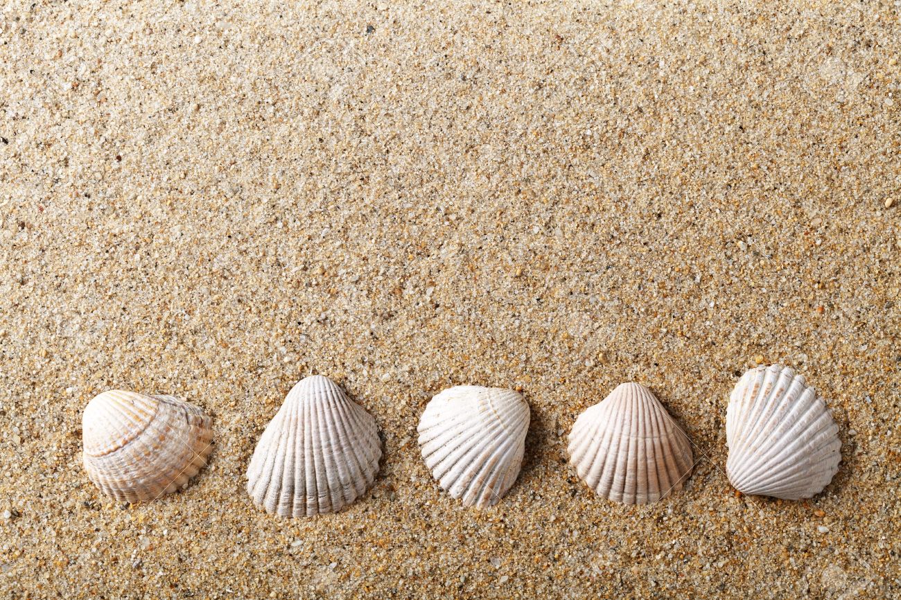 Sea shells on sand Holiday beach background Sea shells on sand Holiday beach background