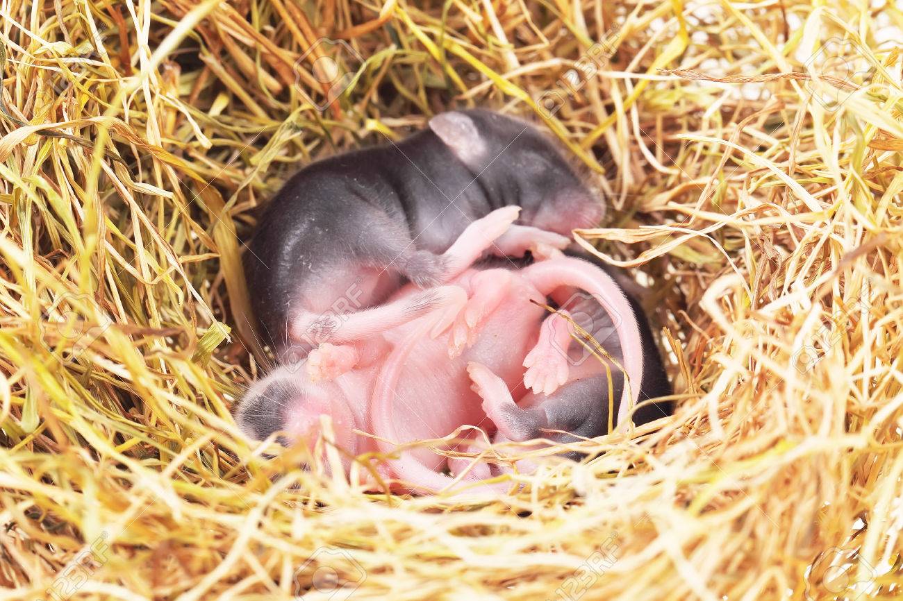 Bebes Petits De La Souris Dans Le Nid De Paille De Pres Banque D Images Et Photos Libres De Droits Image