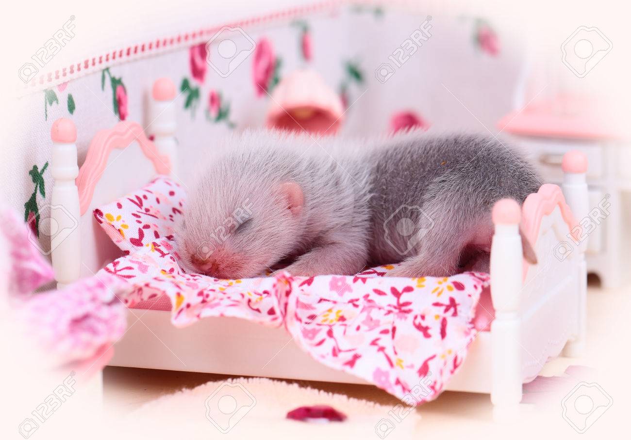 baby in the doll house