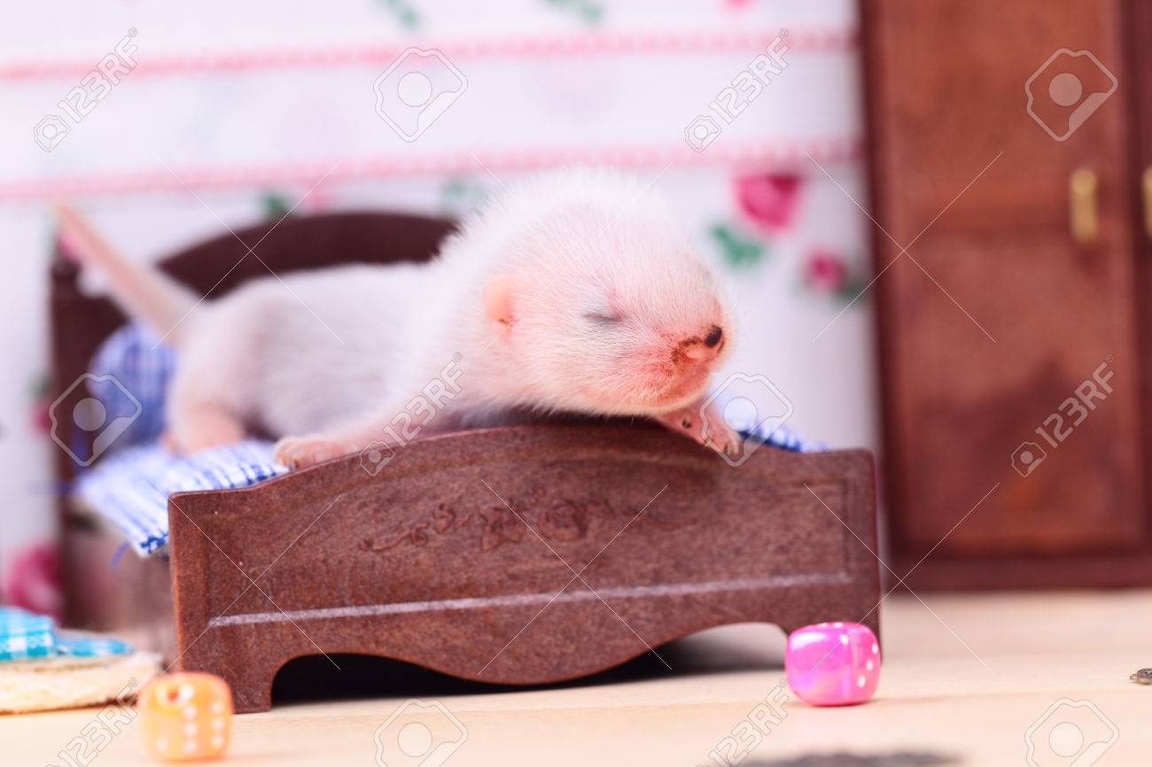 ferret doll