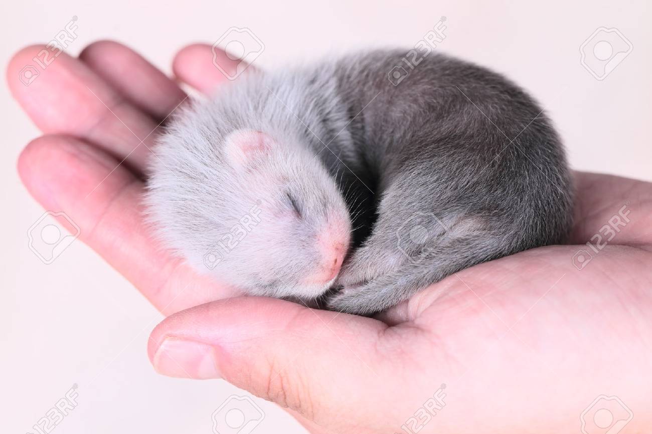 L Age De Deux Semaines Bebe Furet Mignon Dans Des Mains Humaines Fermer Banque D Images Et Photos Libres De Droits Image L Age De Deux Semaines Bebe Furet Mignon Dans Des Mains Humaines Fermer Banque D Images Et Photos Libres De Droits Image