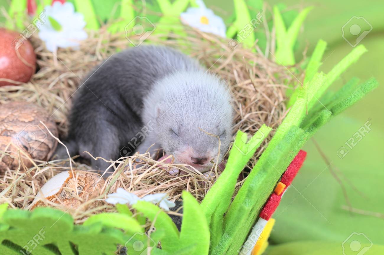 2 週間の古いかわいいフェレット赤ちゃんの装飾と干し草の巣 の写真素材 画像素材 Image
