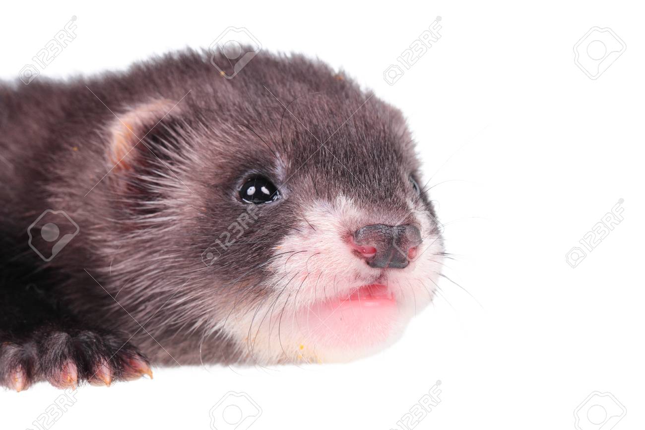 Portrait D Un Petit Furet Bebe Isole Dans Un Fond Blanc Banque D Images Et Photos Libres De Droits Image Portrait D Un Petit Furet Bebe Isole Dans Un Fond Blanc Banque D Images Et Photos Libres De Droits Image