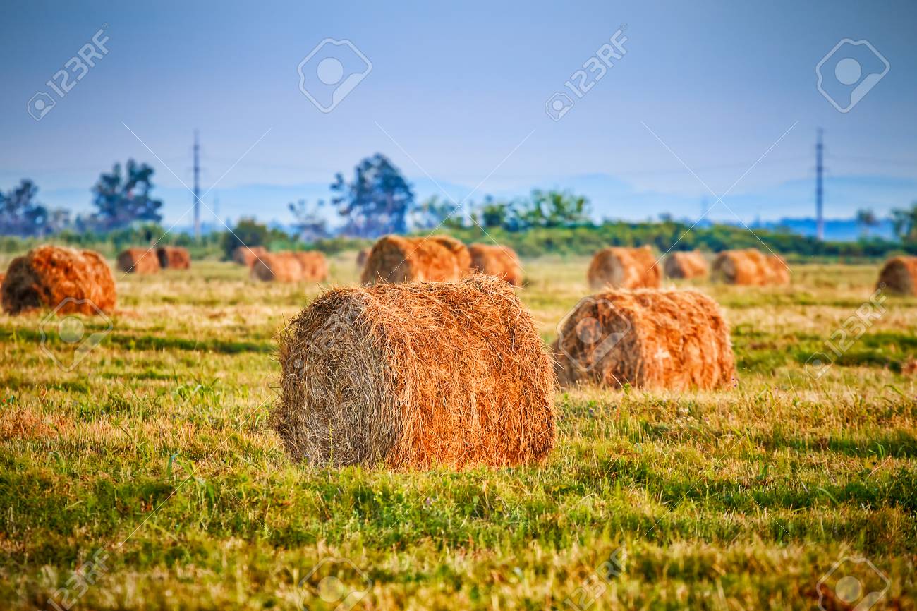 CSFOTO 8x8ft Background for Haystack On Field Landscape Photography Backdrop Farm Farmland Wheat Straw Bale Harvest Autumn Agriculture Country Secene Rural View Photo Studio Props Vinyl Wallpaper CSFOTO 8x8ft Background for Haystack On Field Landscape Photography Backdrop Farm Farmland Wheat Straw Bale Harvest Autumn Agriculture Country Secene Rural View Photo Studio Props Vinyl Wallpaper