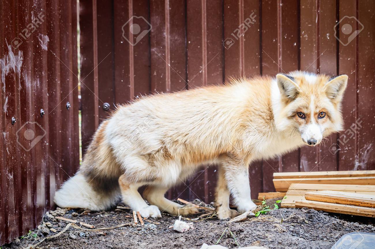 獲物を持つ国内の黄金のキツネ の写真素材 画像素材 Image 獲物を持つ国内の黄金のキツネ の写真素材 画像素材 Image