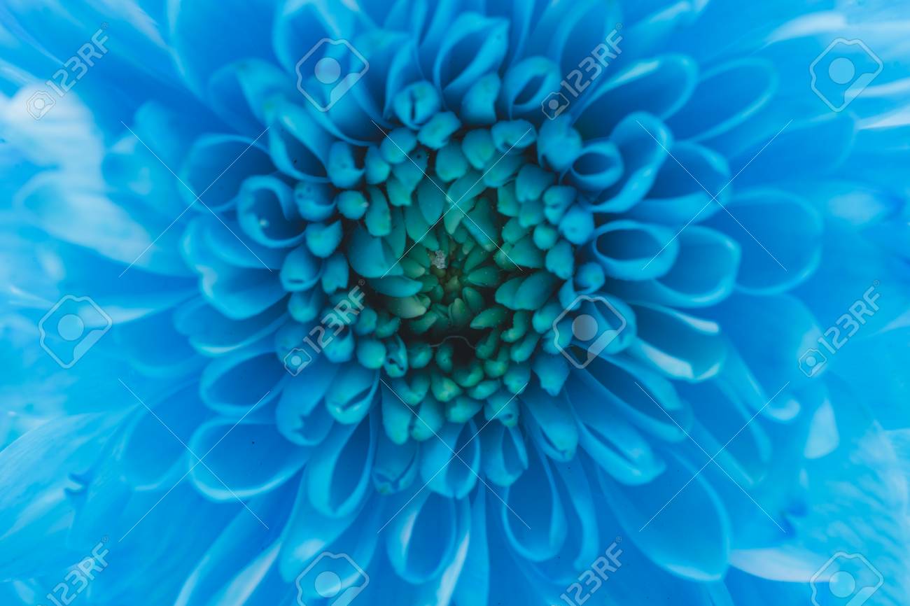 Bouquet Of Blue Daisy Flower Navy Blue Daisy Flower Macro On Stock Photo Picture And Royalty Free Image Image 6191