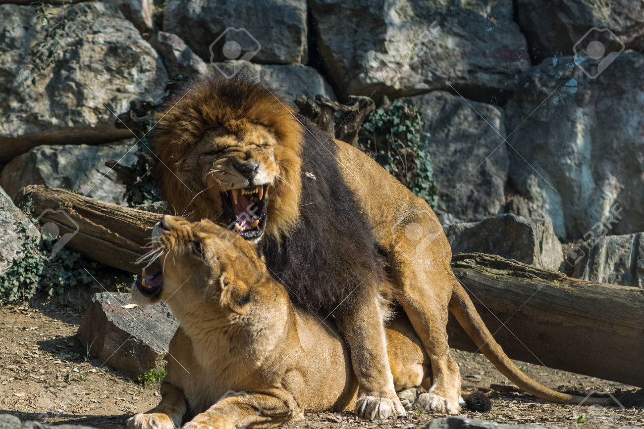 ライオンと雌ライオンの交尾します。の写真素材・画像素材 Image