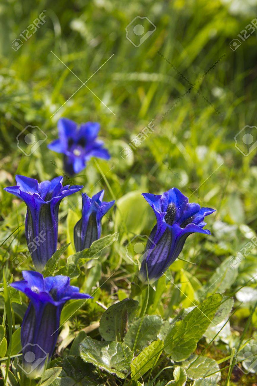 Enziane リンドウ スイス アルプスの花 の写真素材 画像素材 Image