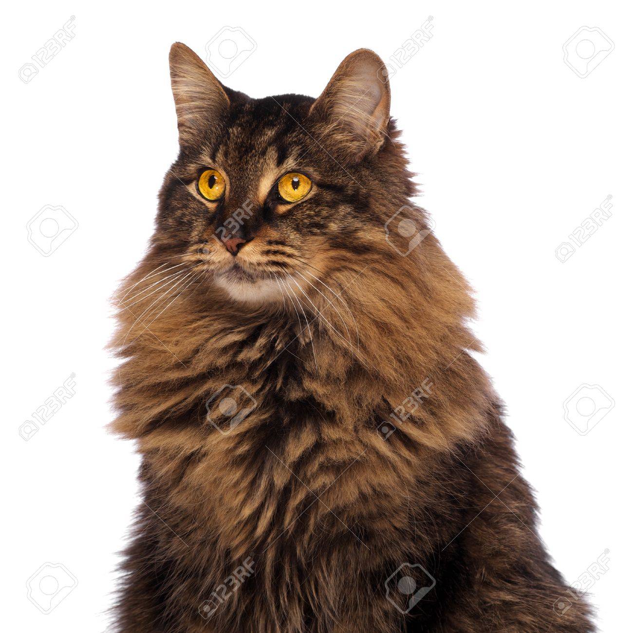 白目のゴールデン メインクーン の写真素材 画像素材 Image