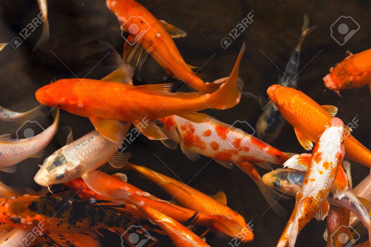 koi fish goldfish