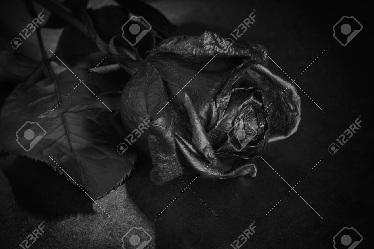 Black rose concept symbol of sorrow melancholy and sad mood depression