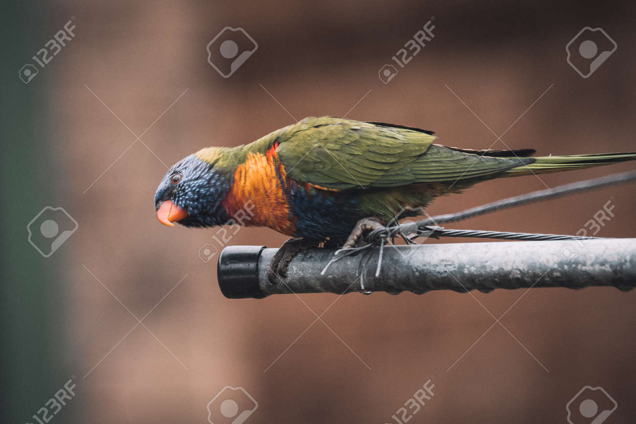 etiam-dictum-ipsum-a-felis