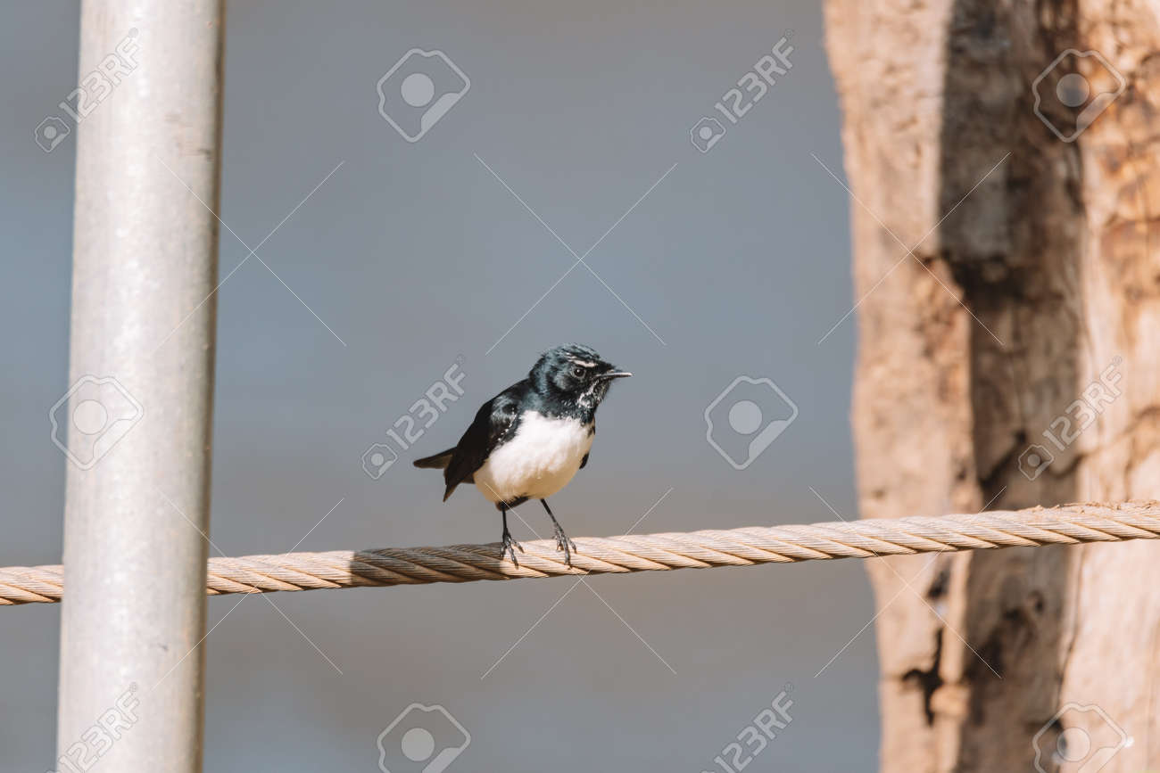 etiam-dictum-ipsum-a-felis