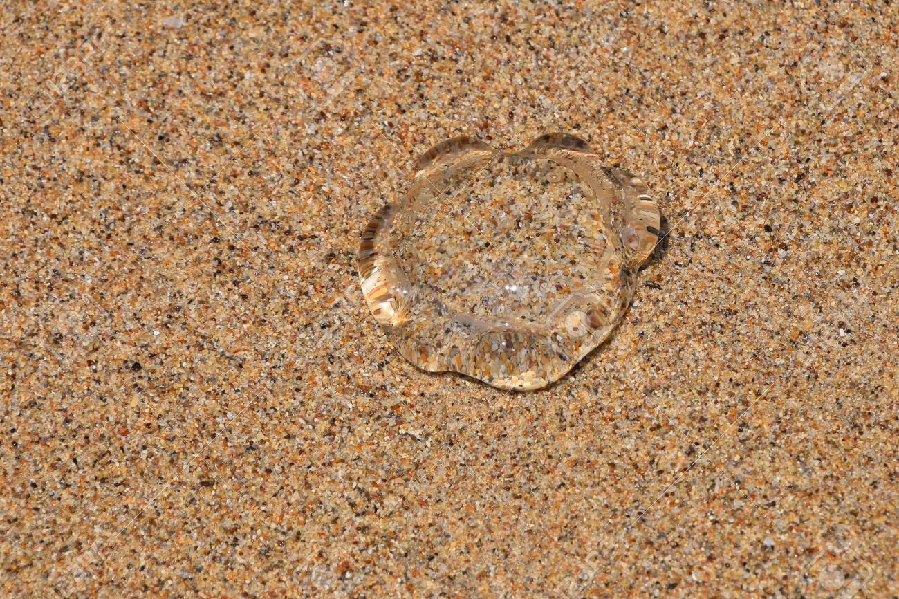 Une Petite Meduse Transparente Hors De L Eau Sur Une Plage De Sable Coloree Grossiere Sous Le Soleil Gros Plan Vue Grand Angle Banque D Images Et Photos Libres De Droits Image