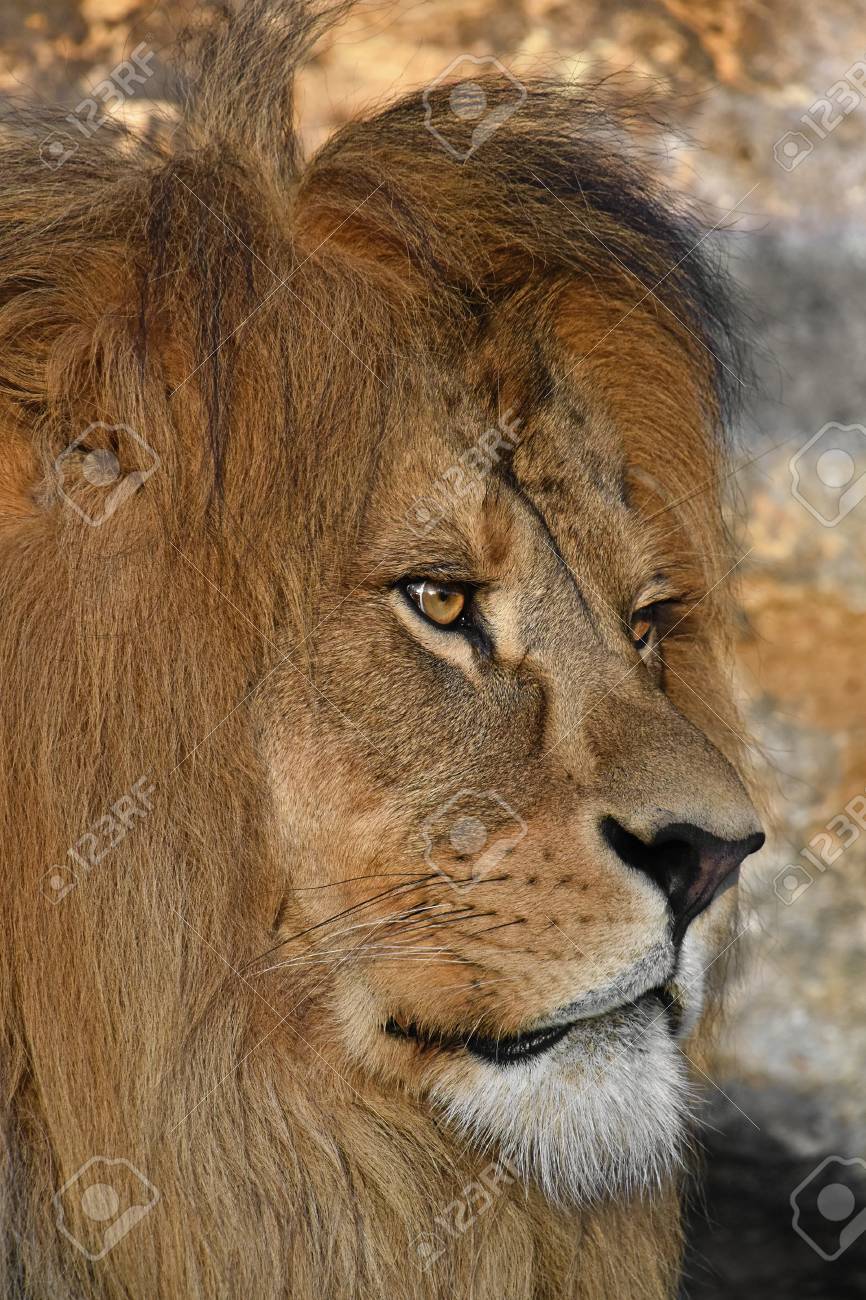 美しいたてがみ よそ見でかわいい成熟した男性アフリカ ライオンの横顔の肖像画間近します の写真素材 画像素材 Image