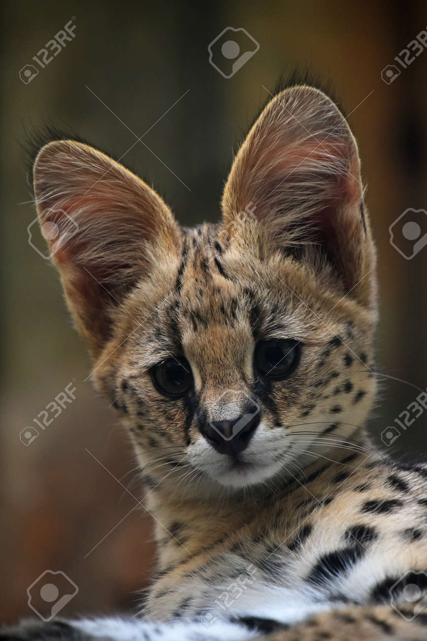 etiam-dictum-ipsum-a-felis