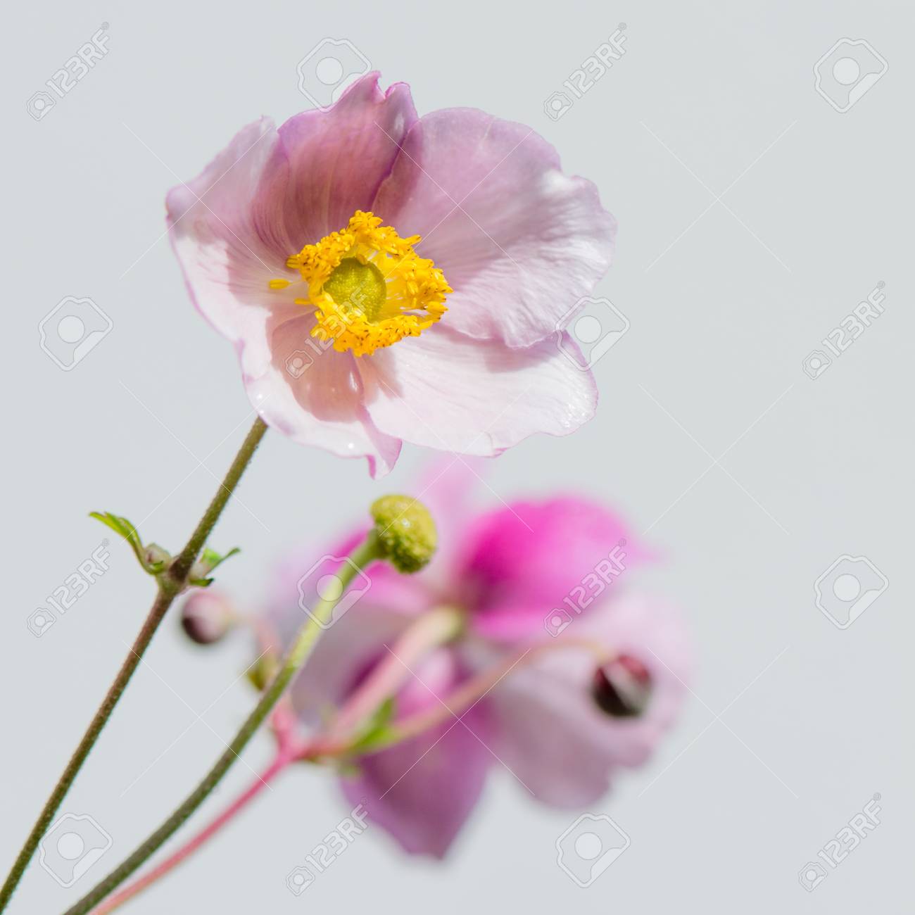 淡いピンクの花日本のアネモネ クローズ アップ の写真素材 画像素材 Image
