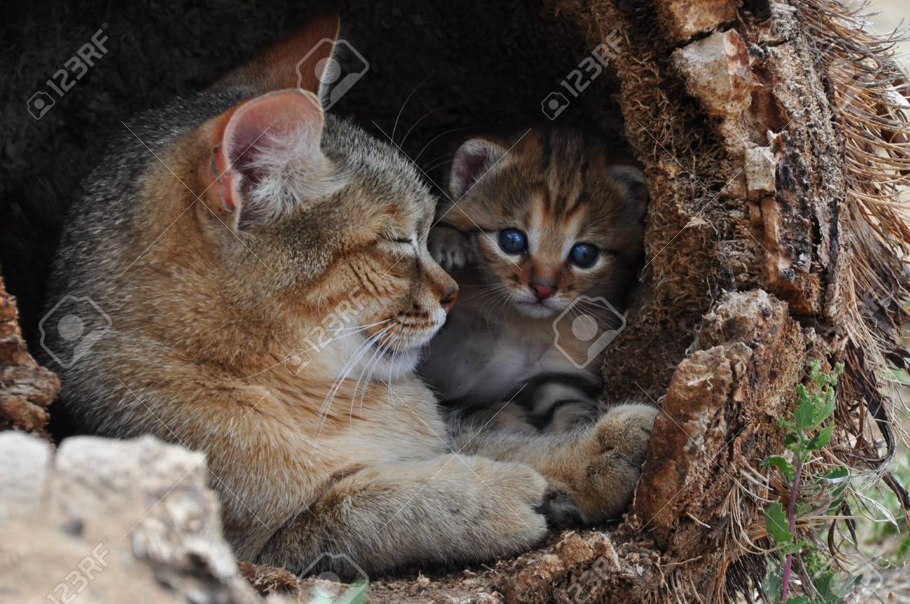 african wild cat kitten