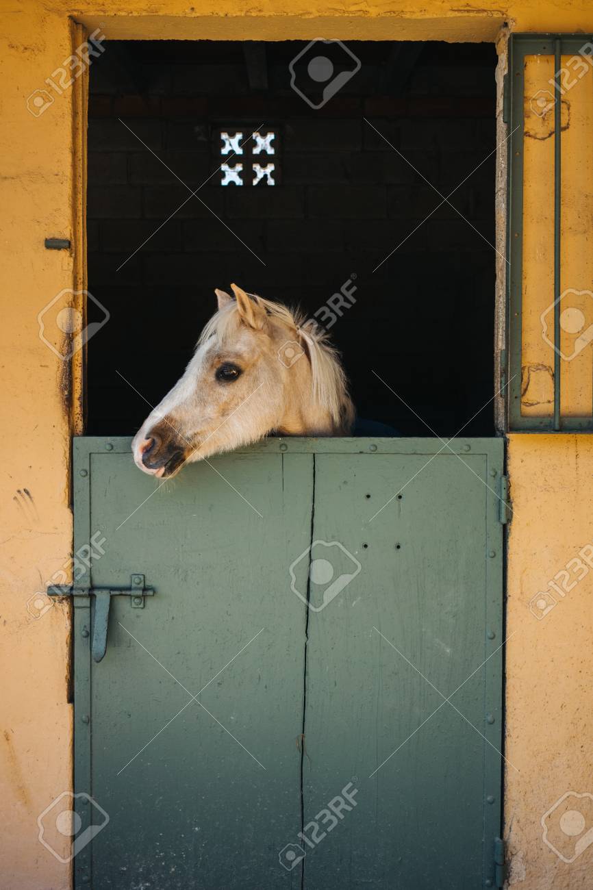 ベージュと白のポニーに見えるスロー安定した緑のドアと牧場の黄色の壁の窓 の写真素材 画像素材 Image
