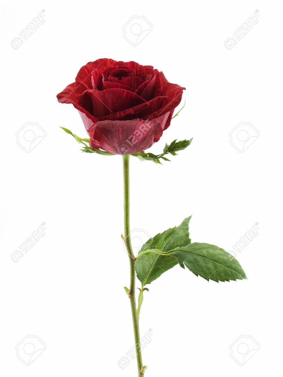 Rosa Red Intuishn: photos and description 34 Rosa Red Intuishn: photos and description 58