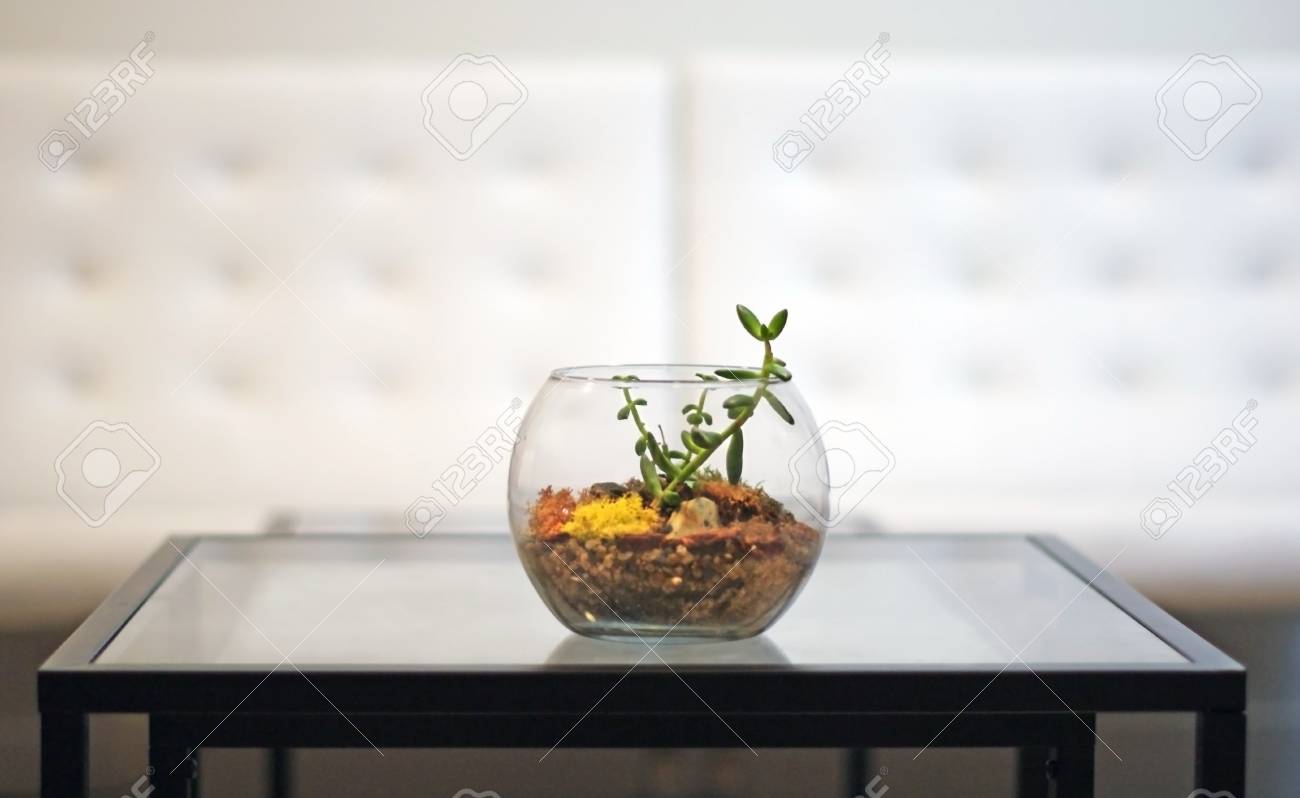 Terrarium On Coffee Table With White Chairs In Background Calgary