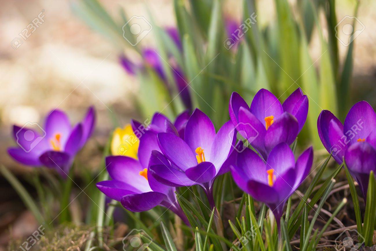 General view of the purple saffron flowers Horizontally - 20302433 General view of the purple saffron flowers Horizontally - 20302433