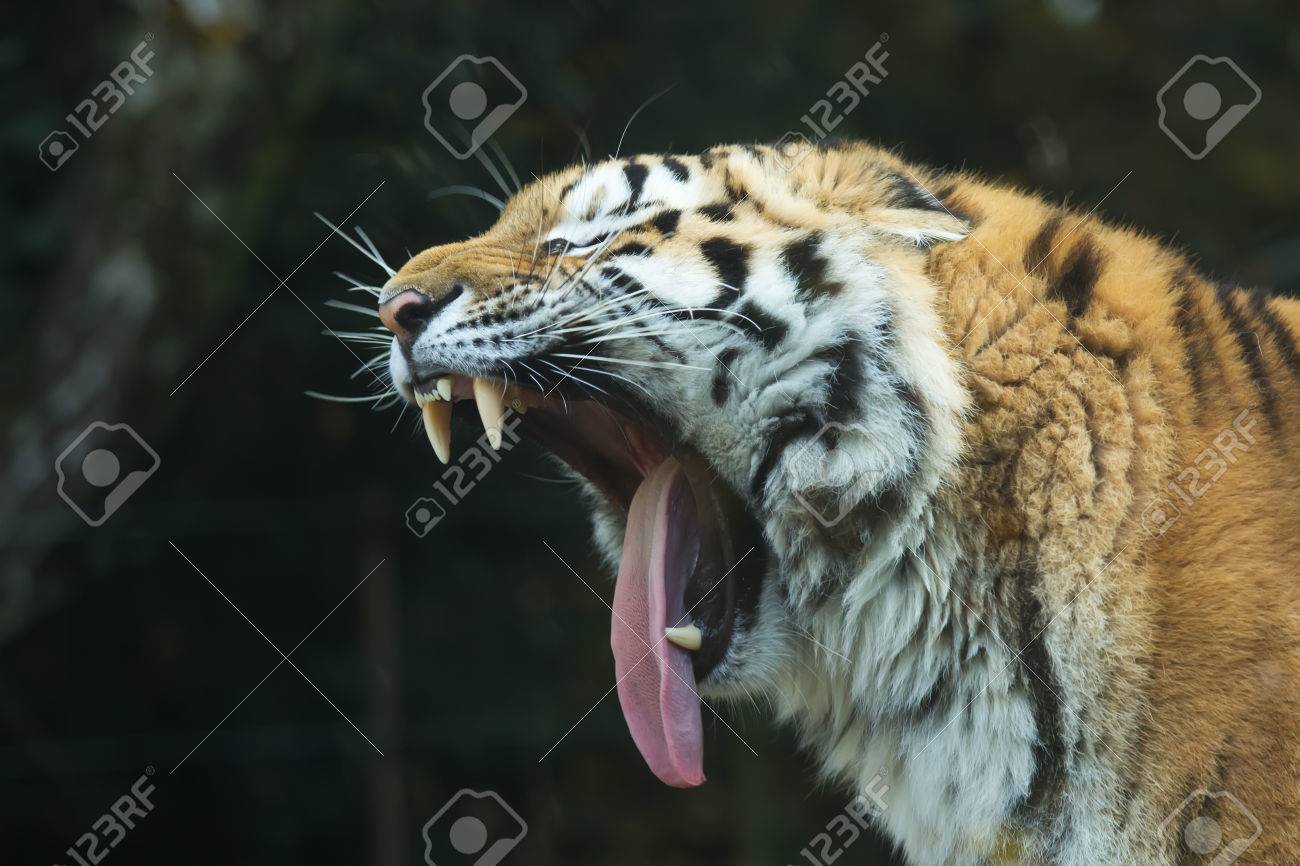 Roar Tiger side view pictures advise to wear in winter in 2019 Roar Tiger side view pictures forecast dress in everyday in 2019