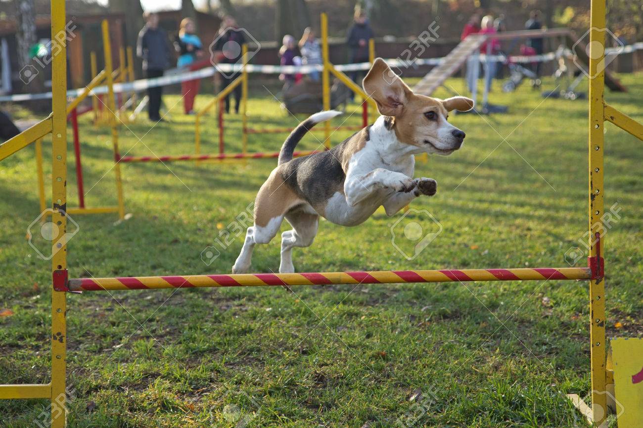 Beagle bitch is jumping an obstacle outdoors. - 23909977 Beagle bitch is jumping an obstacle outdoors. - 23909977