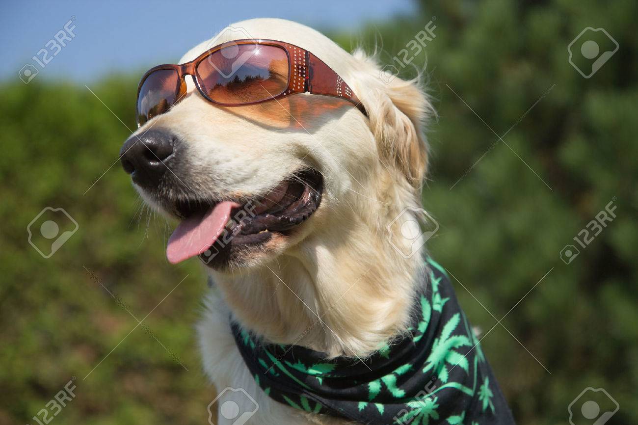 Golden Retriever is smiling for the camera. Sunglasses has on his eyes and scarf textured cannabis leaves has around his neck. - 31574860 Golden Retriever is smiling for the camera. Sunglasses has on his eyes and scarf textured cannabis leaves has around his neck. - 31574860