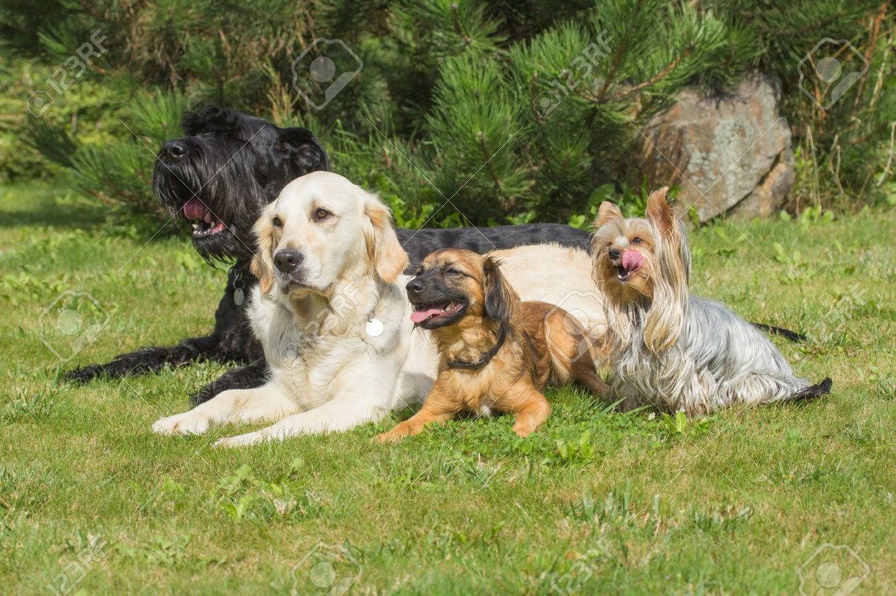 The group of dogs is lying on the lawn. Yorkshire Terrier has protruding tongue. - 37636696 The group of dogs is lying on the lawn. Yorkshire Terrier has protruding tongue. - 37636696