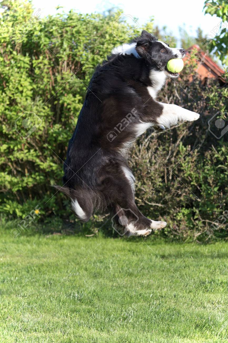 border collie ball