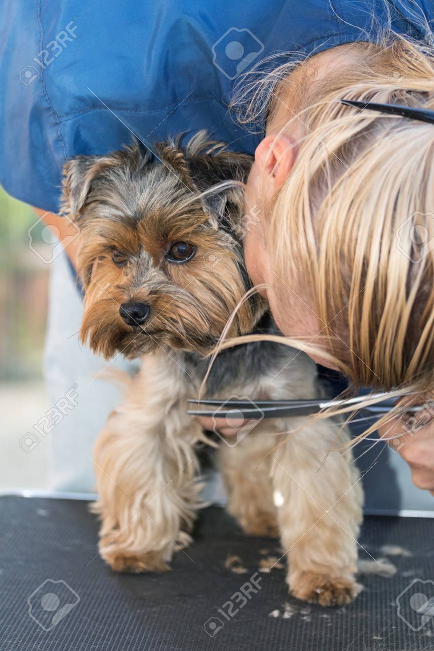 blonde wire haired terrier