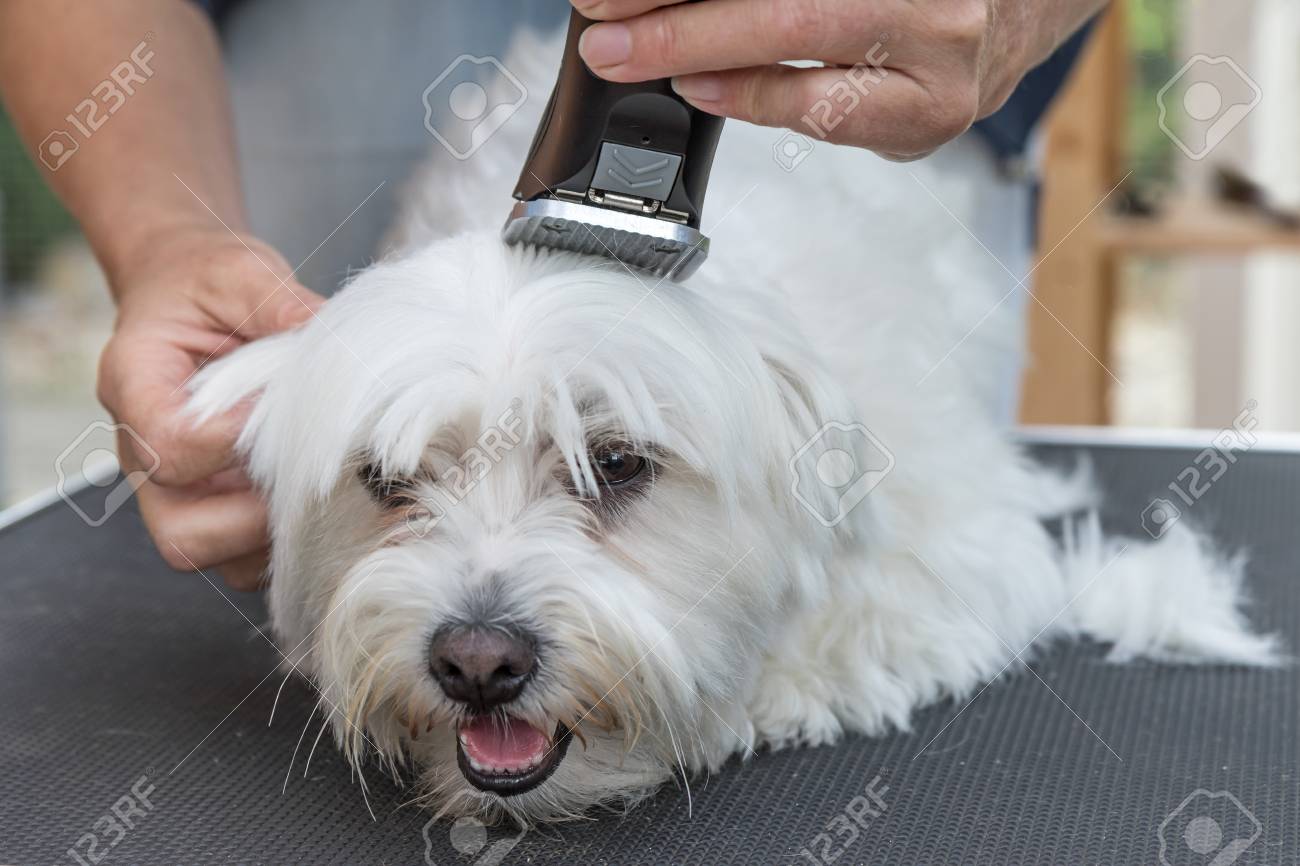 electric razor for pets