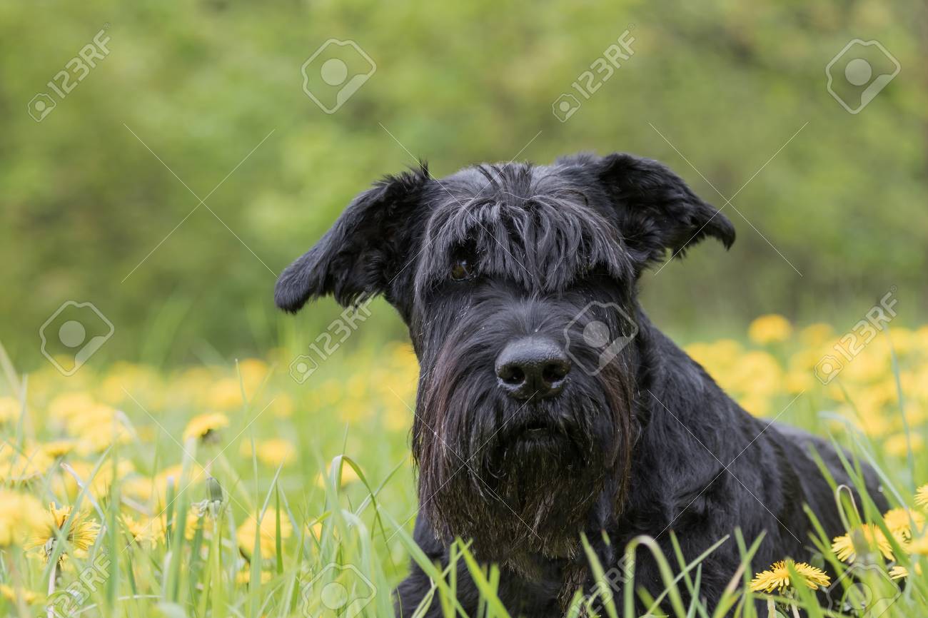 je cherche un partenaire pour mon chien schnauzer québec je cherche un partenaire pour mon chien schnauzer québec