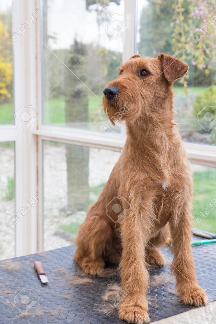 irish terrier stripping