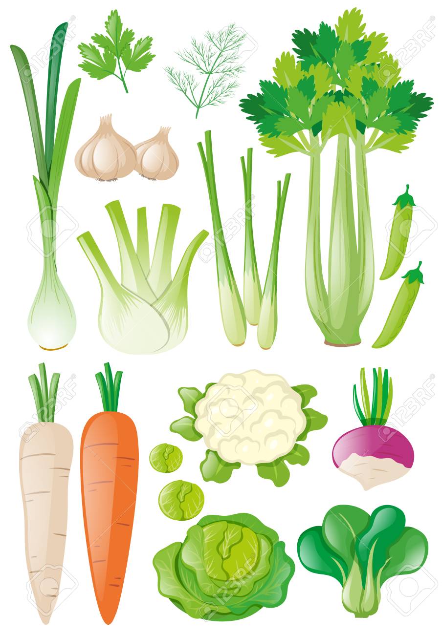 Diferentes Tipos Vegetales Ilustración Ilustraciones Vectoriales Clip Art Vectorizado Libre De Derechos Image 73787352