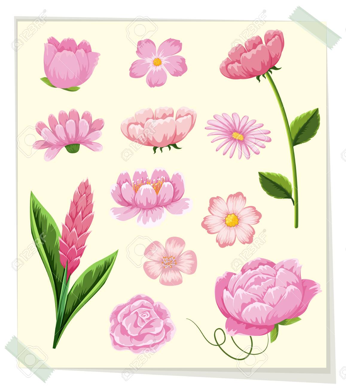 Diferentes Tipos De Flores De Color Rosa. Ilustración . Ilustraciones Svg, Vectoriales, Clip Art Vectorizado Libre De Derechos. Image 87918557. Diferentes Tipos De Flores De Color Rosa. Ilustración . Ilustraciones Svg, Vectoriales, Clip Art Vectorizado Libre De Derechos. Image 87918557.