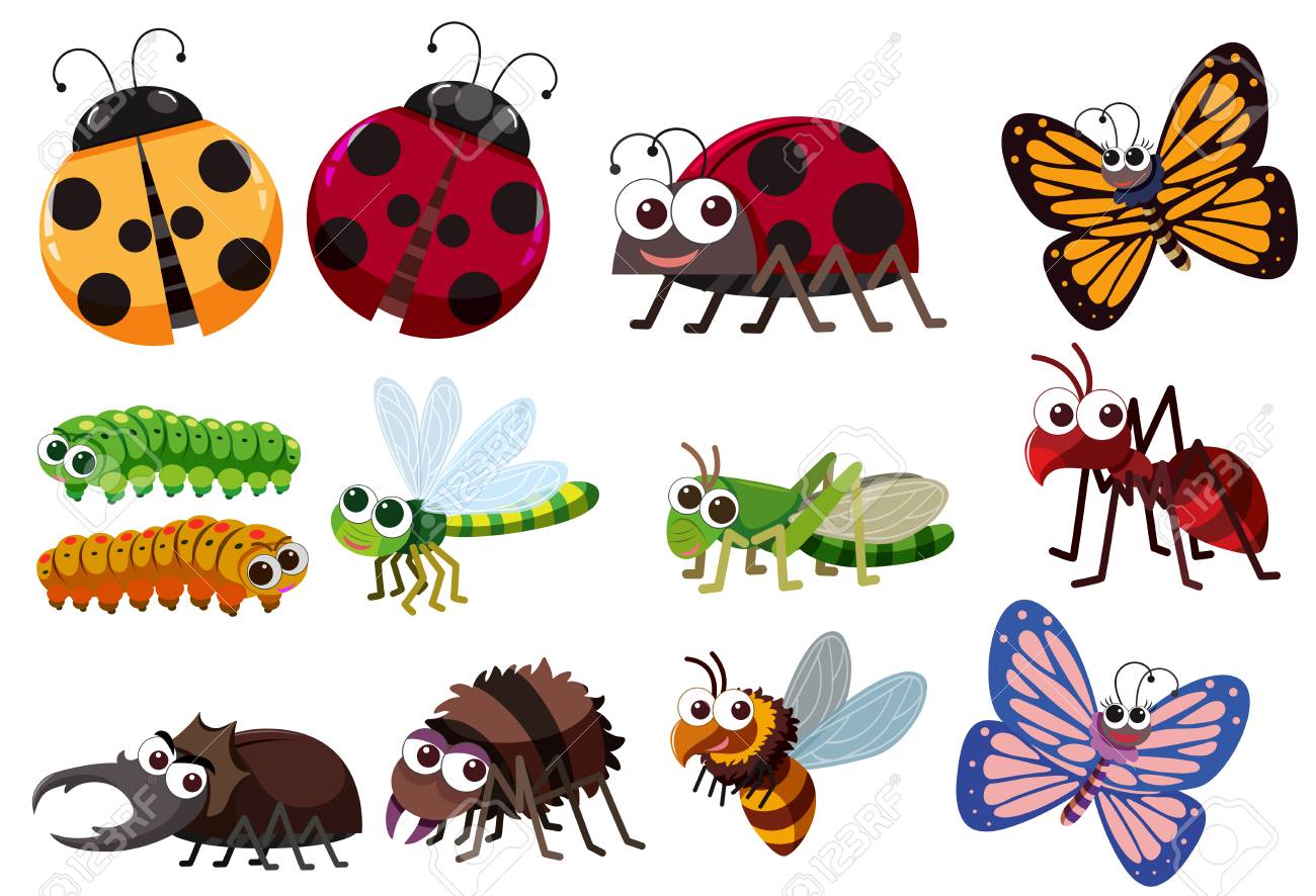 A Set Of Insect Illustration Royalty Free SVG, Cliparts, Vectors, and Stock  Illustration. Image 108435274., image size:1300x886