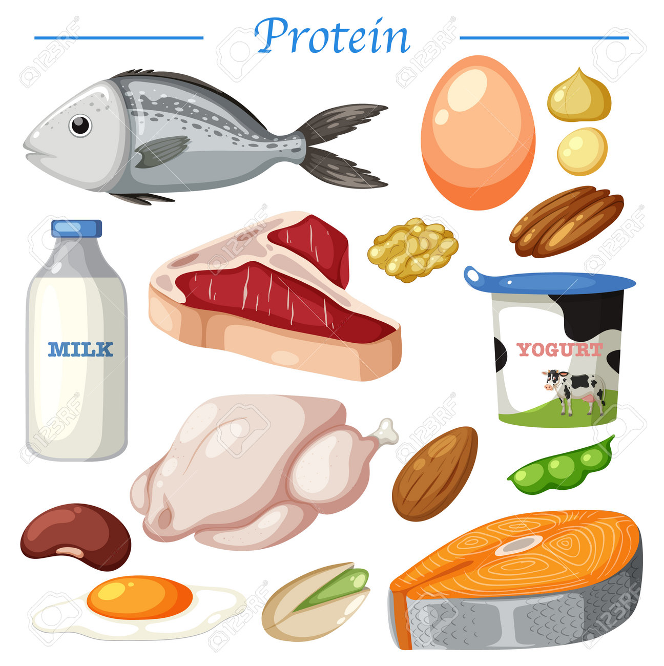 Variety Of Protein Foods Vector Illustration Royalty Free SVG, Cliparts,  Vectors, and Stock Illustration. Image 198135286., image size:1296x1300