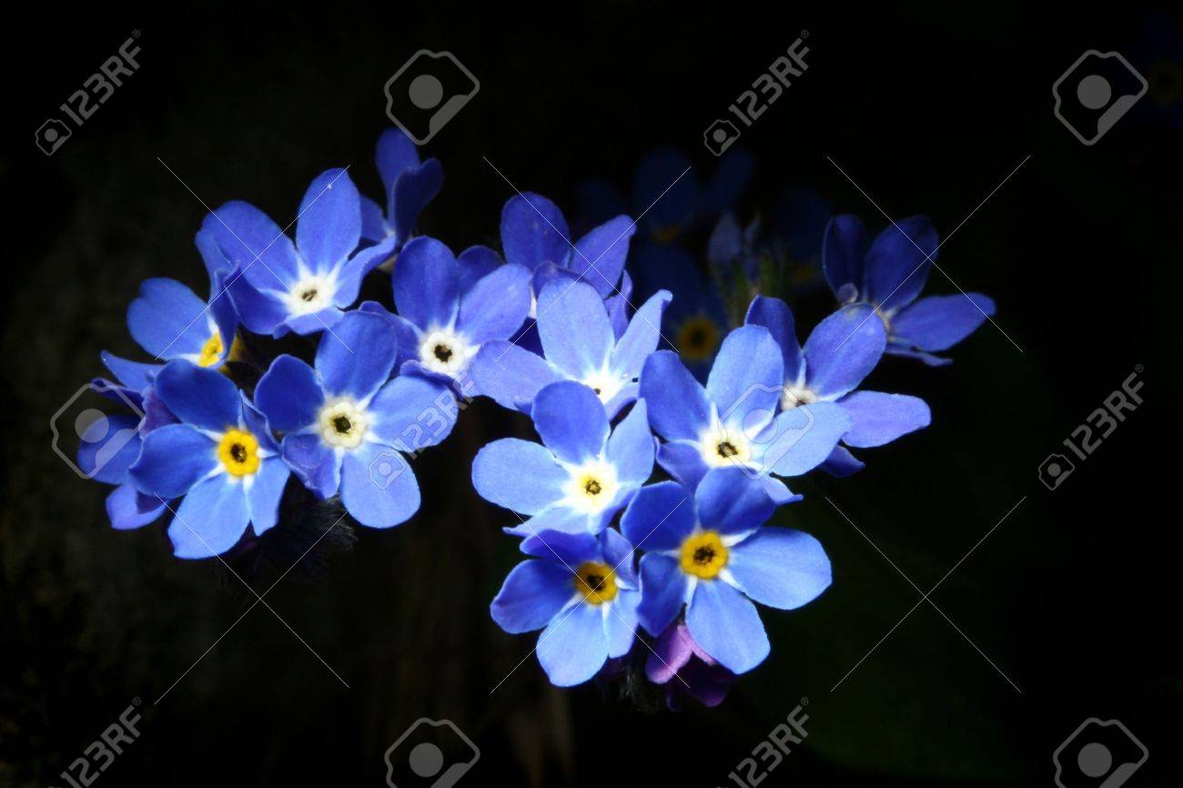 ワスレナグサ ワスレナグサ 暗い背景に花 の写真素材 画像素材 Image ワスレナグサ ワスレナグサ 暗い背景に花 の写真素材 画像素材 Image