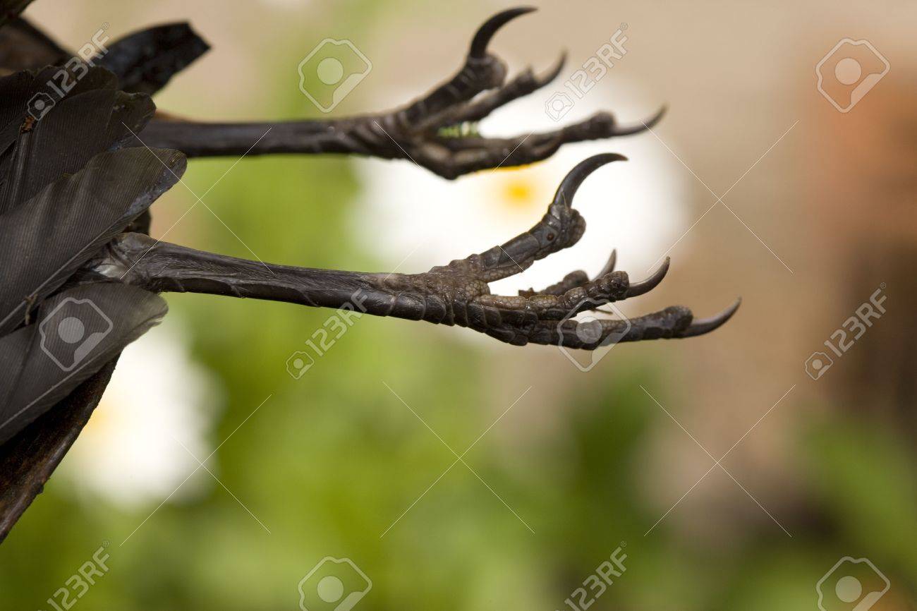 Schwarze Vogel Krallen Lizenzfreie Fotos Bilder Und Stock Fotografie Image 3050905