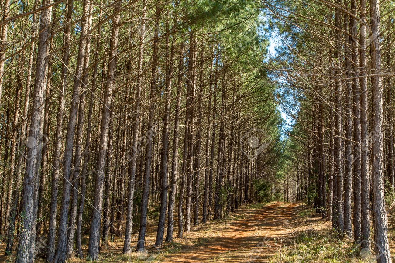 A Pine Tree Woods In South Georgia Stock Photo Picture And Royalty Free Image Image 76524091