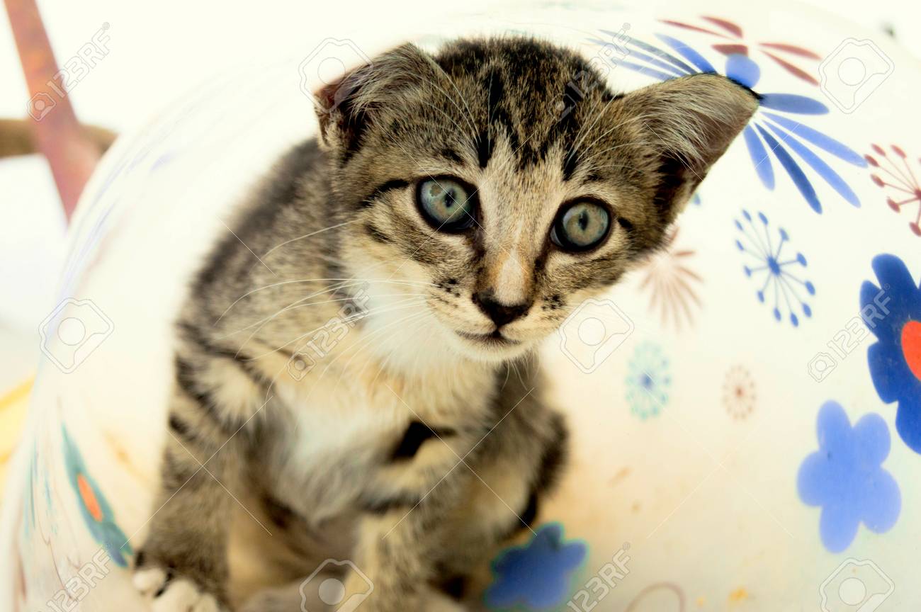 stray cats outside my house