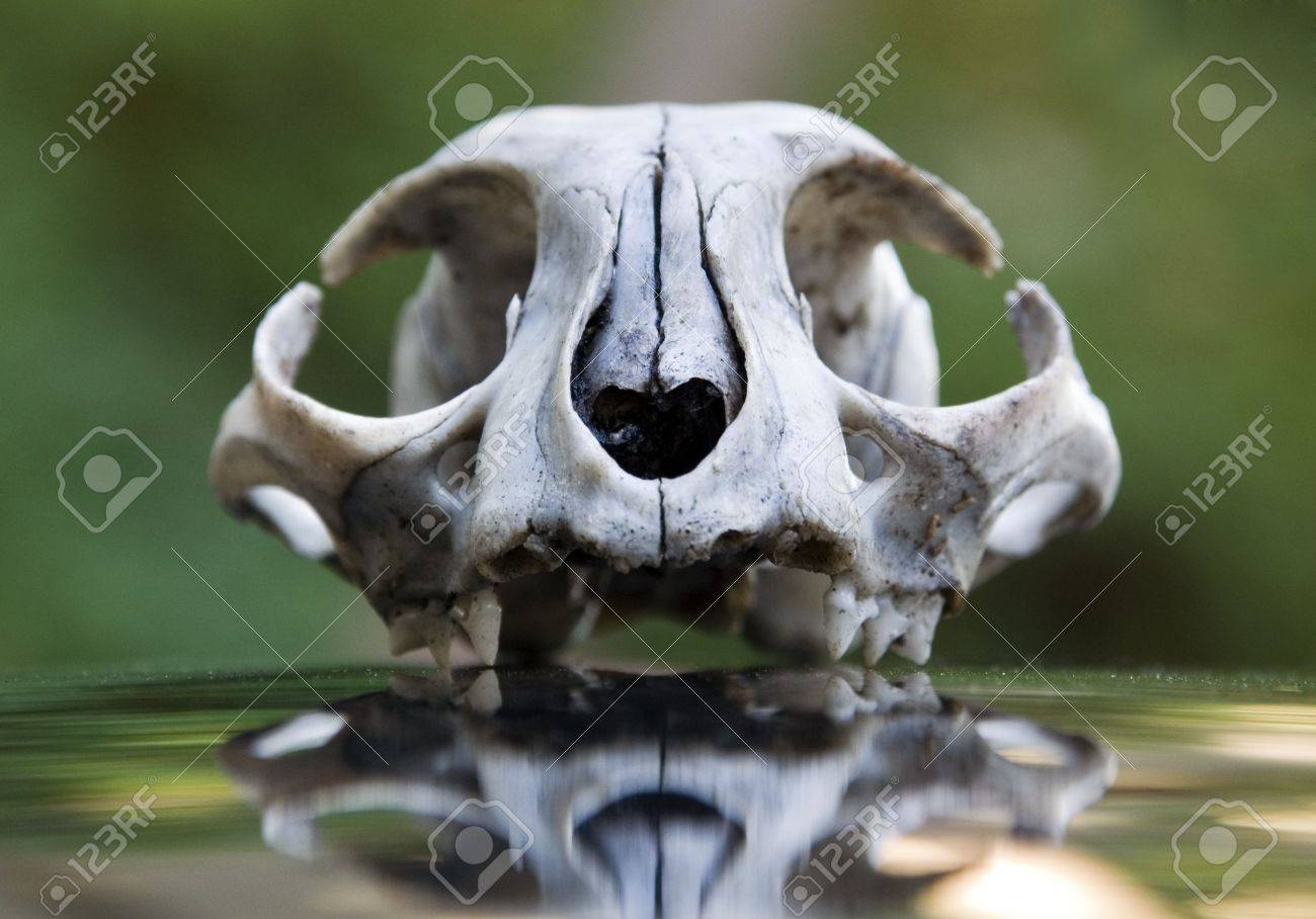 etiam-dictum-ipsum-a-felis