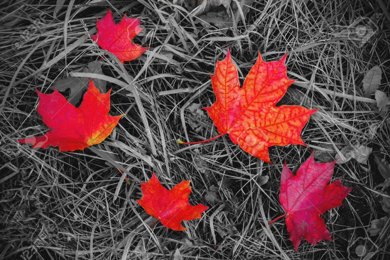 Red maple leaves on the ground black and white with a color accent background