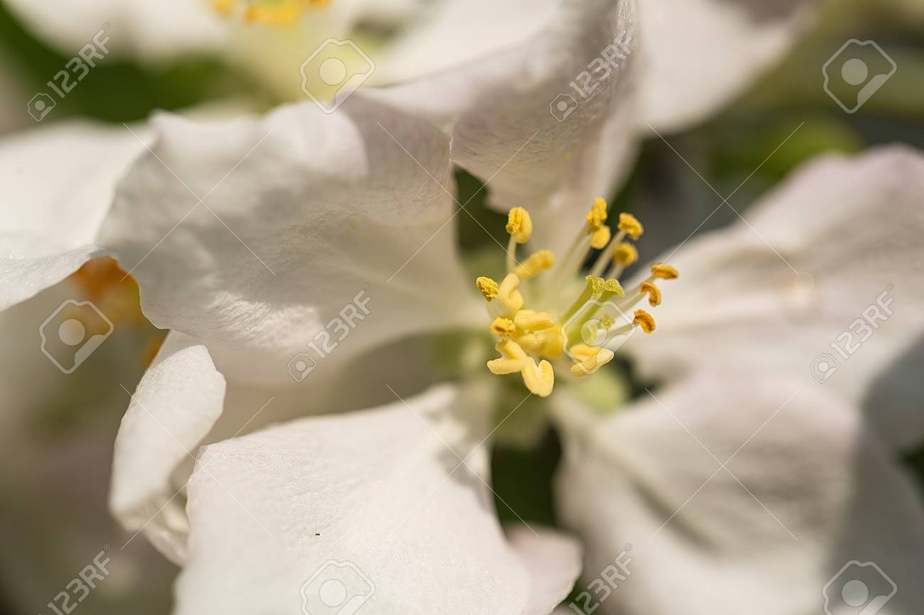 apple blossom in closeup