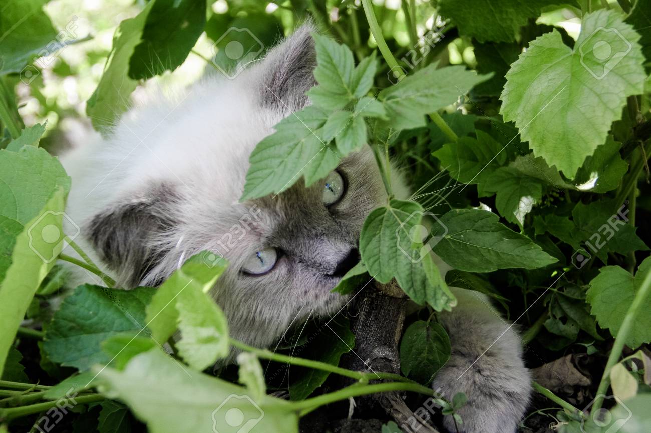 人形顔白猫緑のぶどうの葉に隠れているワイナリー。ヒマラヤ猫の自然な
