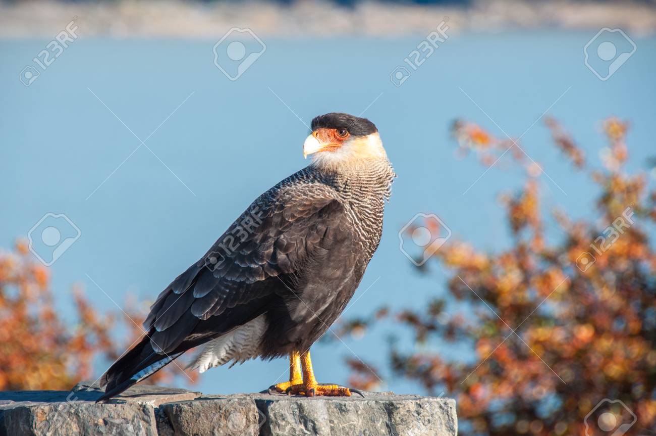 32211670-caracara-p%C3%A1jaro-posando-delante-del-glaciar-perito-moreno-argentina-.jpg
